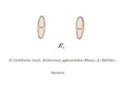 Attēlu rezultāti vaicājumam “Biatora sphaeroides”