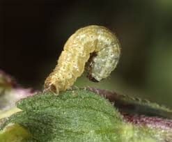 Attēlu rezultāti vaicājumam “Perizoma bifaciata”