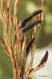 Attēlu rezultāti vaicājumam “Claviceps purpurea”