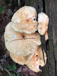 Attēlu rezultāti vaicājumam “Lentinus lepideus”