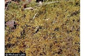 Attēlu rezultāti vaicājumam “Thuidium recognitum”