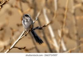 Attēlu rezultāti vaicājumam “Aegithalos caudatus adult”