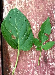 Attēlu rezultāti vaicājumam “Solanum dulcamara leaf”