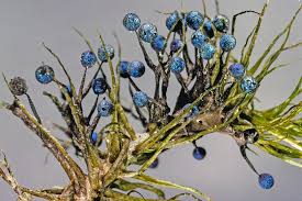 Attēlu rezultāti vaicājumam “Lamproderma columbinum”