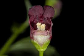 Attēlu rezultāti vaicājumam “Scrophulariaceae”