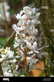 Attēlu rezultāti vaicājumam “Corydalis cava flower”