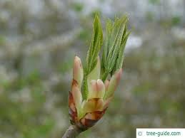 Attēlu rezultāti vaicājumam “Aesculus flava bud”