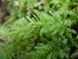 Attēlu rezultāti vaicājumam “Plagiomnium undulatum”