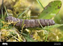 Attēlu rezultāti vaicājumam “Cucullia lucifuga larva”