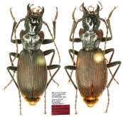 Attēlu rezultāti vaicājumam “Pterostichus aterrimus”