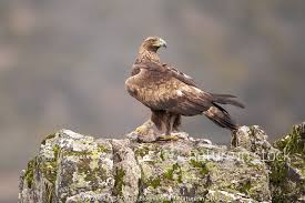 Attēlu rezultāti vaicājumam “Aquila chrysaetos adult”