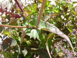 Attēlu rezultāti vaicājumam “Sonchus oleraceus leaf”