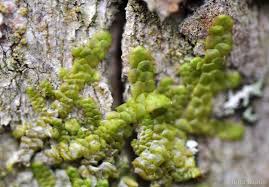 Attēlu rezultāti vaicājumam “Radula complanata sporophyte”
