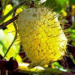 Attēlu rezultāti vaicājumam “Echinocystis lobata fruit”
