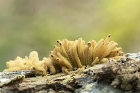 Attēlu rezultāti vaicājumam “Heterotrichia obvelata (syn. Arcyria obvelata) stalked”