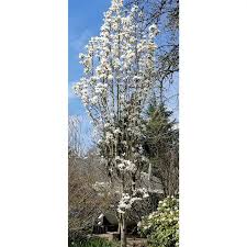 Attēlu rezultāti vaicājumam “Magnolia cylindrica”