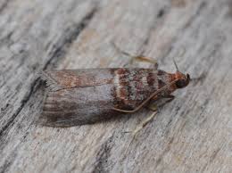 Attēlu rezultāti vaicājumam “Acrobasis advenella”