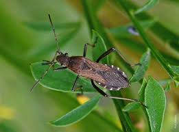 Attēlu rezultāti vaicājumam “Dryophilocoris flavoquadrimaculatus imago”