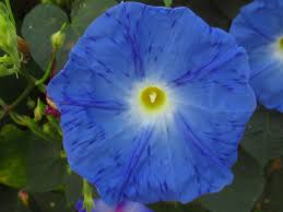 Image result for Ipomoea Heavenly Blue