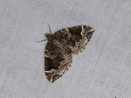 Attēlu rezultāti vaicājumam “Eulithis prunata”