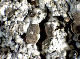 Attēlu rezultāti vaicājumam “Trapeliopsis granulosa”