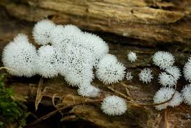 Attēlu rezultāti vaicājumam “Ceratiomyxa fruticulosa”