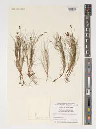 Attēlu rezultāti vaicājumam “Stuckenia filiformis flower”