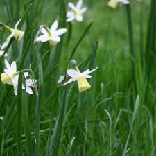 Attēlu rezultāti vaicājumam “Narcissus leaf”