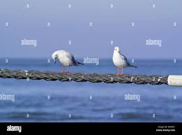 Attēlu rezultāti vaicājumam “Larus ridibundus eggs”