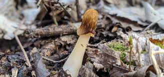 Attēlu rezultāti vaicājumam “Phleogena faginea young”