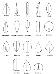 Attēlu rezultāti vaicājumam “Seligeria donniana sporophyte”