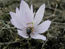 Attēlu rezultāti vaicājumam “Colchicum szovitsii subsp. szovitsii flower”