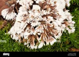 Attēlu rezultāti vaicājumam “Thelephora penicillata”