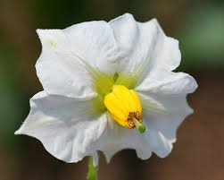 Attēlu rezultāti vaicājumam “Solanum tuberosum flower”