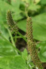 Attēlu rezultāti vaicājumam “Plantago major flower”