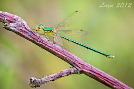 Attēlu rezultāti vaicājumam “Lestes virens”