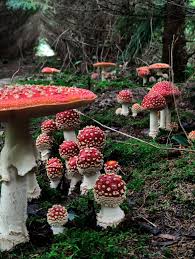 Attēlu rezultāti vaicājumam “Amanita muscaria”