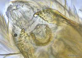 Attēlu rezultāti vaicājumam “Elachistidae”