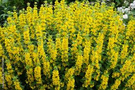 Attēlu rezultāti vaicājumam “Lysimachia vulgaris”