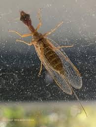 Attēlu rezultāti vaicājumam “Raphidioptera”