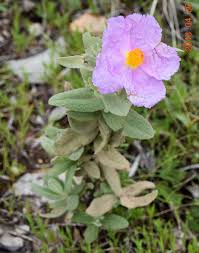 Attēlu rezultāti vaicājumam “Cistaceae”