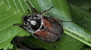 Attēlu rezultāti vaicājumam “Melolontha melolontha imago”