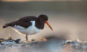 Attēlu rezultāti vaicājumam “Haematopus ostralegus adult”