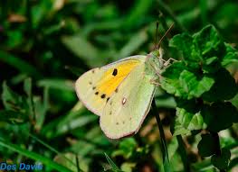 Attēlu rezultāti vaicājumam “Colias croceus underside”