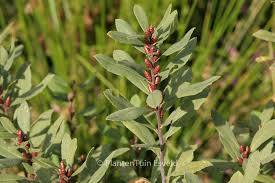 Attēlu rezultāti vaicājumam “Myrica gale”