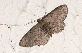 Attēlu rezultāti vaicājumam “Anticollix sparsata”