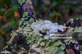 Attēlu rezultāti vaicājumam “Hyphodontia barba-jovis”