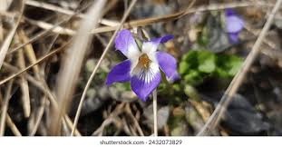 Attēlu rezultāti vaicājumam “Viola hirta flower”