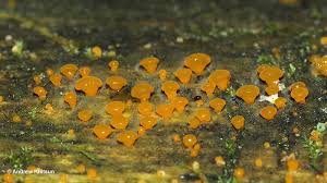 Attēlu rezultāti vaicājumam “Dacrymyces stillatus”