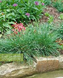 Attēlu rezultāti vaicājumam “Sesleria caerulea flower”